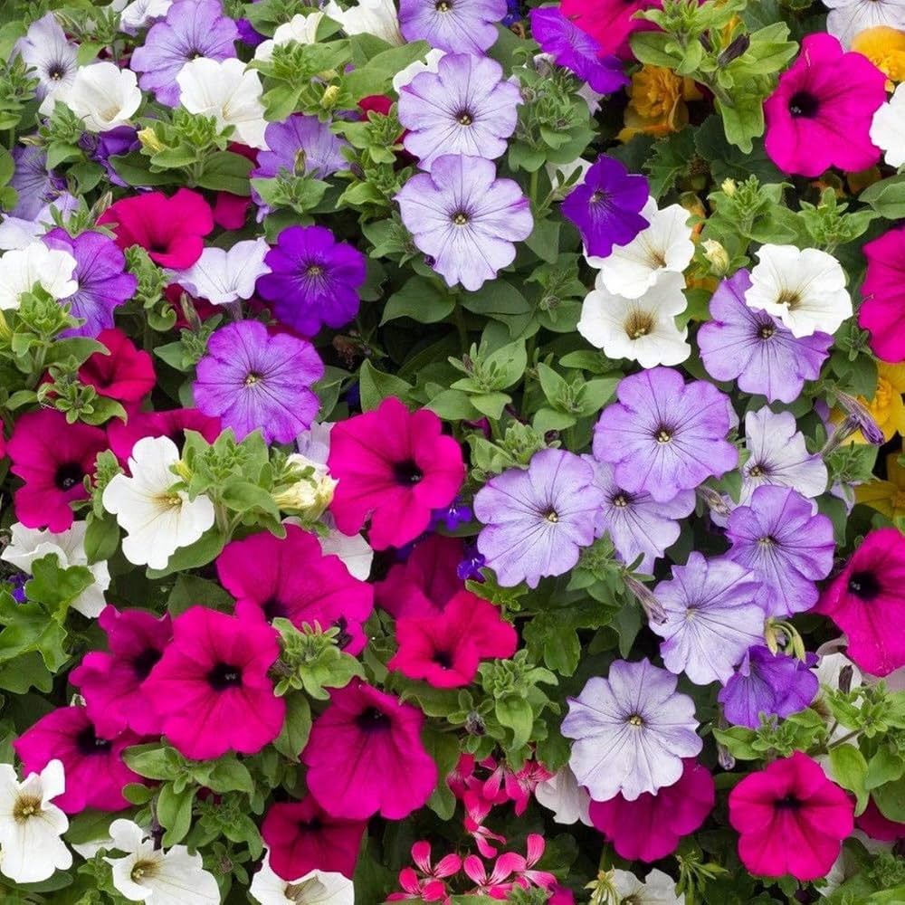 Tritunia Rosa Geäderte Petunia Seeds for Planting Soft Pink Garden Blooms