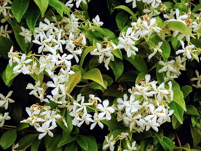 Night Blooming Jasmine Cestrum nocturnum Seeds for Planting in Garden & Flower Bed