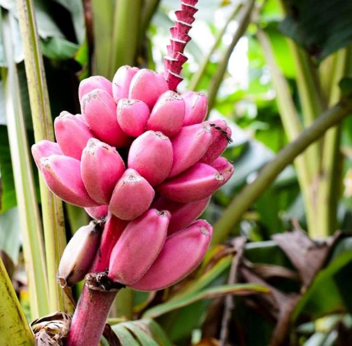 Pink Banana Planting Seeds - Tropical Garden Essential