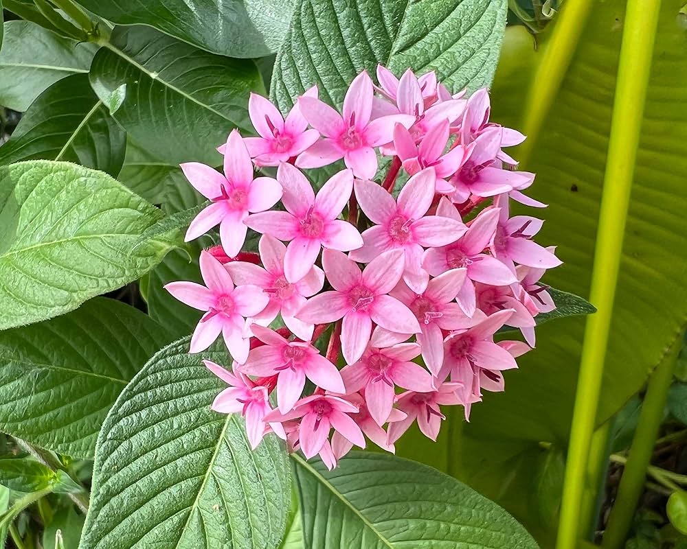 Pink Pentas Flower seeds for Planting - Vibrant Colors, Heirloom & GMO Free Seeds for Home Garden