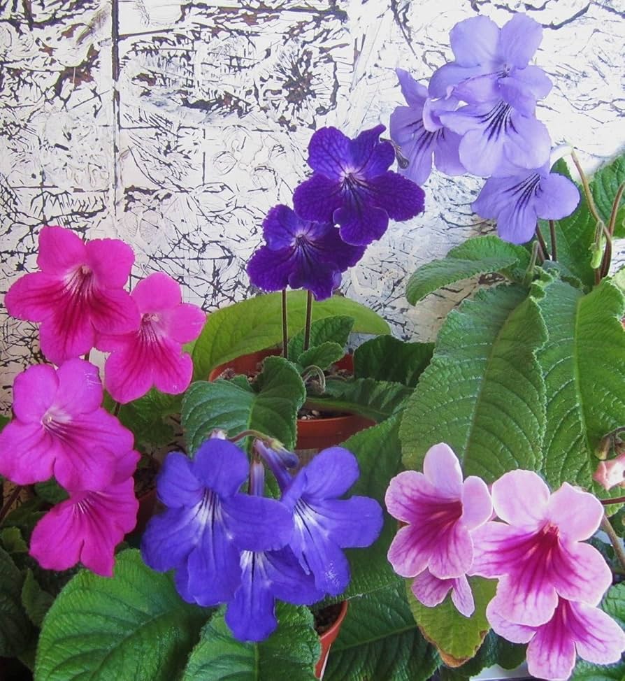 Italy Cape Primrose Streptocarpus spp Flower Seeds for Planting in Indoor Garden and Containers