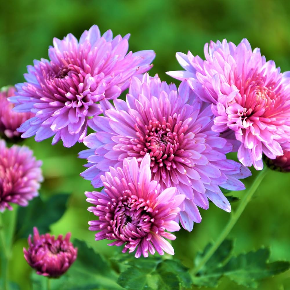 Chrysanthemum Flower Seeds For Vibrant Fall Planting