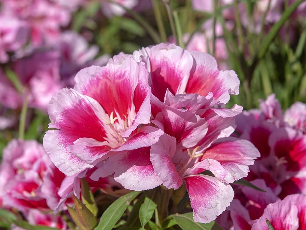 Dwarf Godetia Godetia spp. Seeds for Planting in Flower Bed