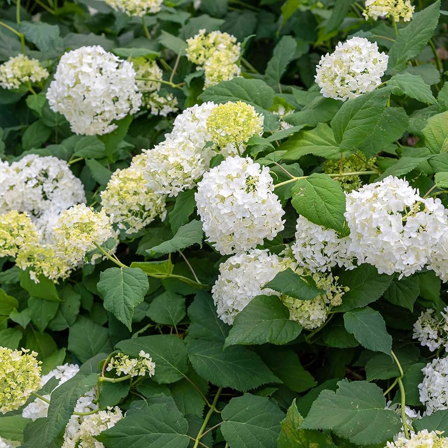 Hydrangea Hydrangea spp. Seeds for Planting - Ideal for Home Garden & Flower Bed