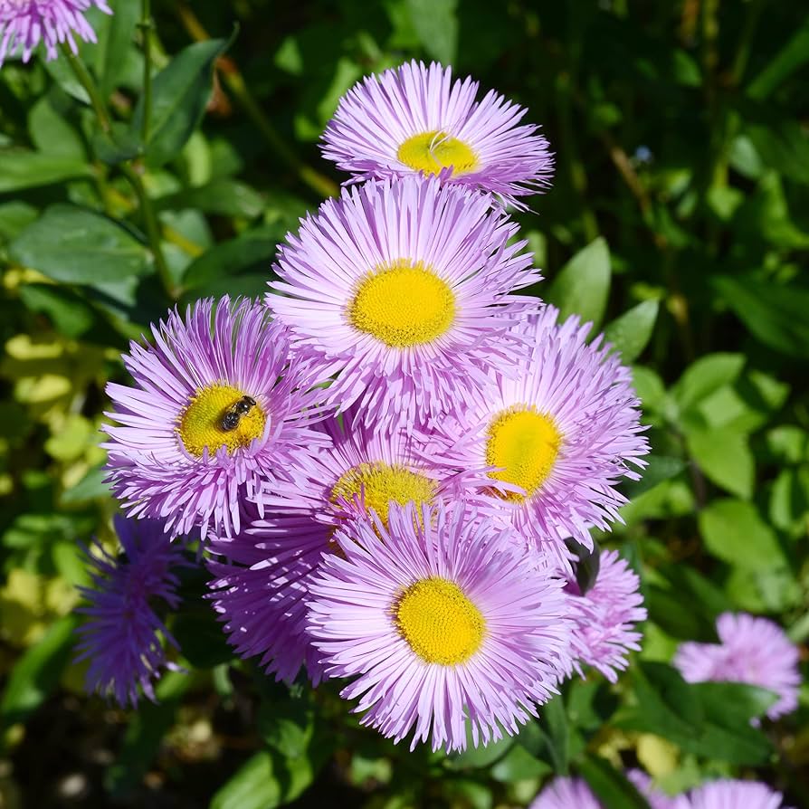 Erigeron Speciosus Erigeron speciosus Seeds for Planting in Flower Bed
