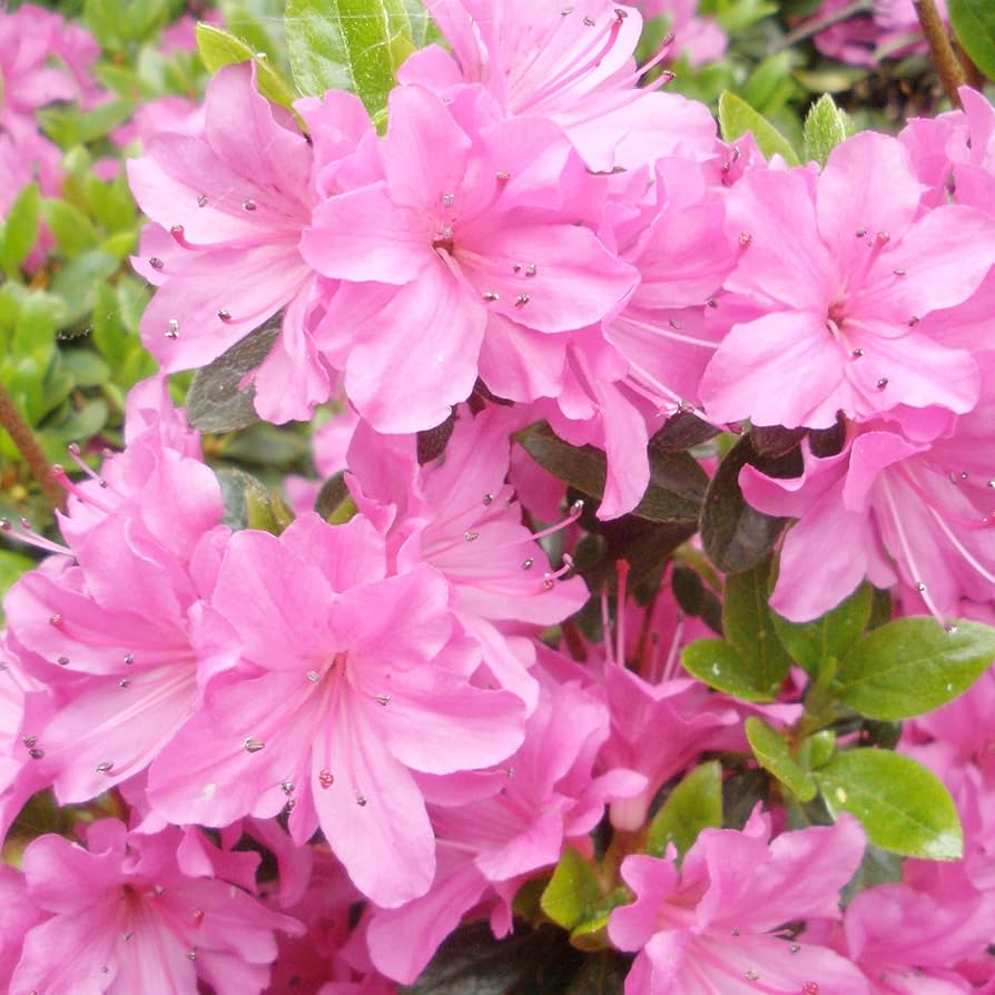 Japanese Azalea Rhododendron indicum Bonsai Flower Seeds for Planting in Container Garden