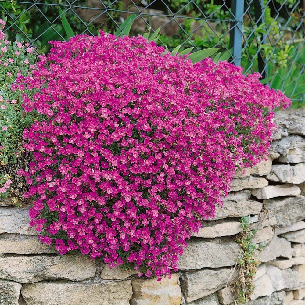 Cress Perennial Flower seeds for Planting - Easy to Grow, Heirloom & GMO Free Seeds for Home Garden