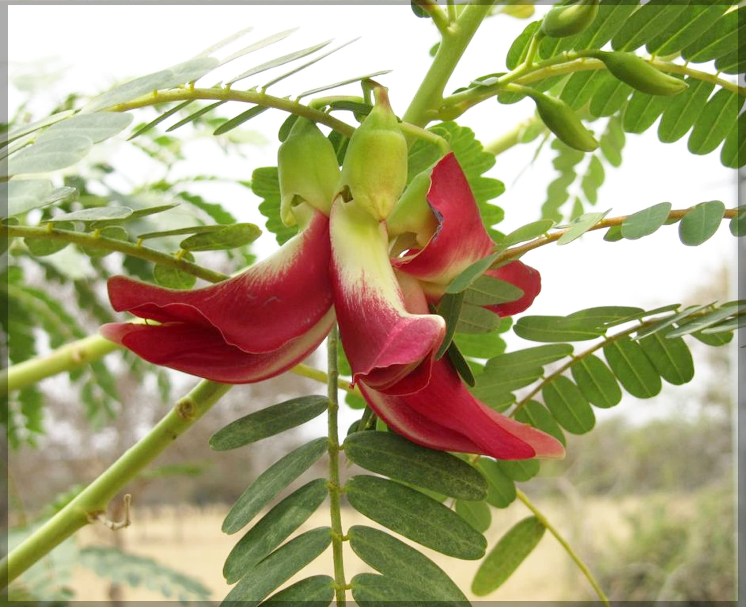 Agathosma Apiculata Seeds for Planting Agathosma apiculata for herb gardens and fragrant landscapes