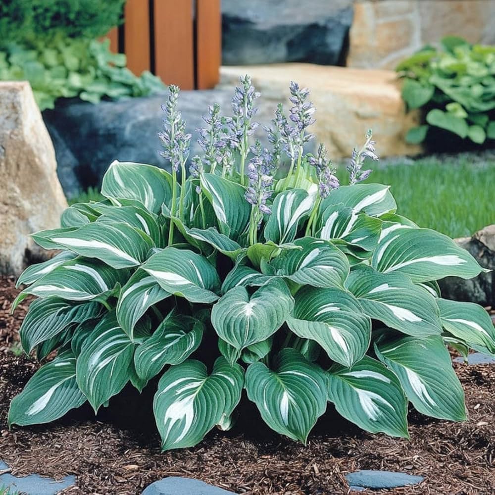 Sea Green Hosta Flower seeds for Planting - Compact Growth, Heirloom & GMO Free Seeds for Home Garden