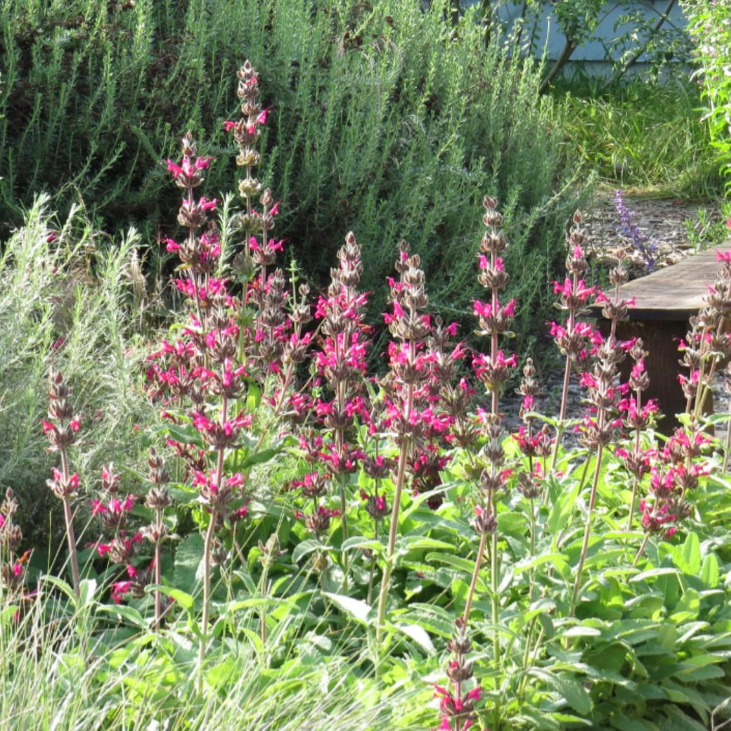 Salvia Spathacea Seeds Hummingbird Sage Perennial Low Maintenance Fragrant Deer & Drought Resistant