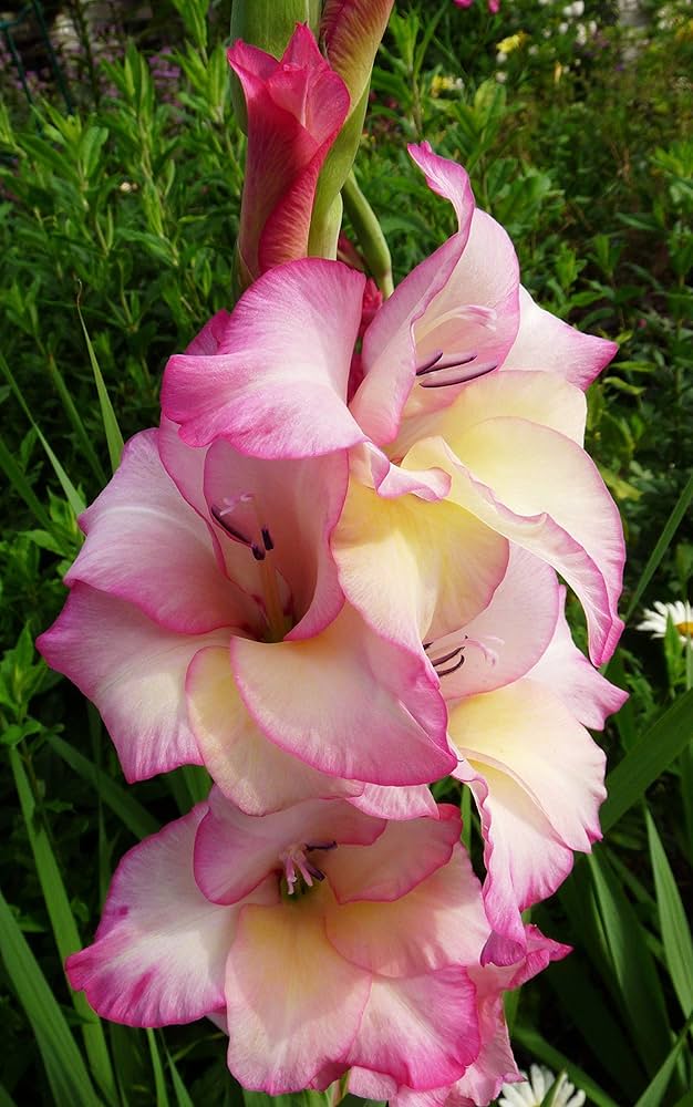 White Pink Perennial Gladiolus Flower seeds for Planting - Low Maintenance, Heirloom & GMO Free Seeds for Home Garden