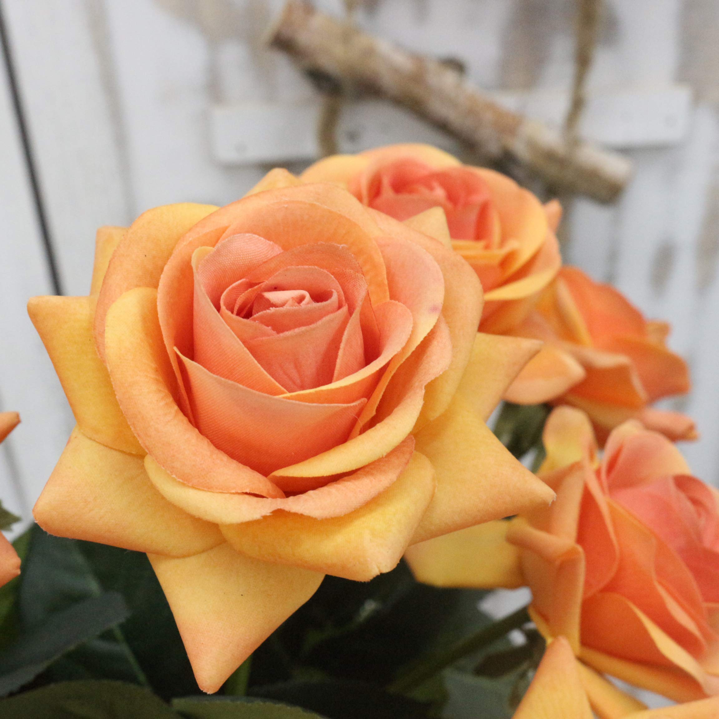 Light Orange Rose Flower seeds for Planting - Sun Loving, Heirloom & GMO Free Seeds for Home Garden