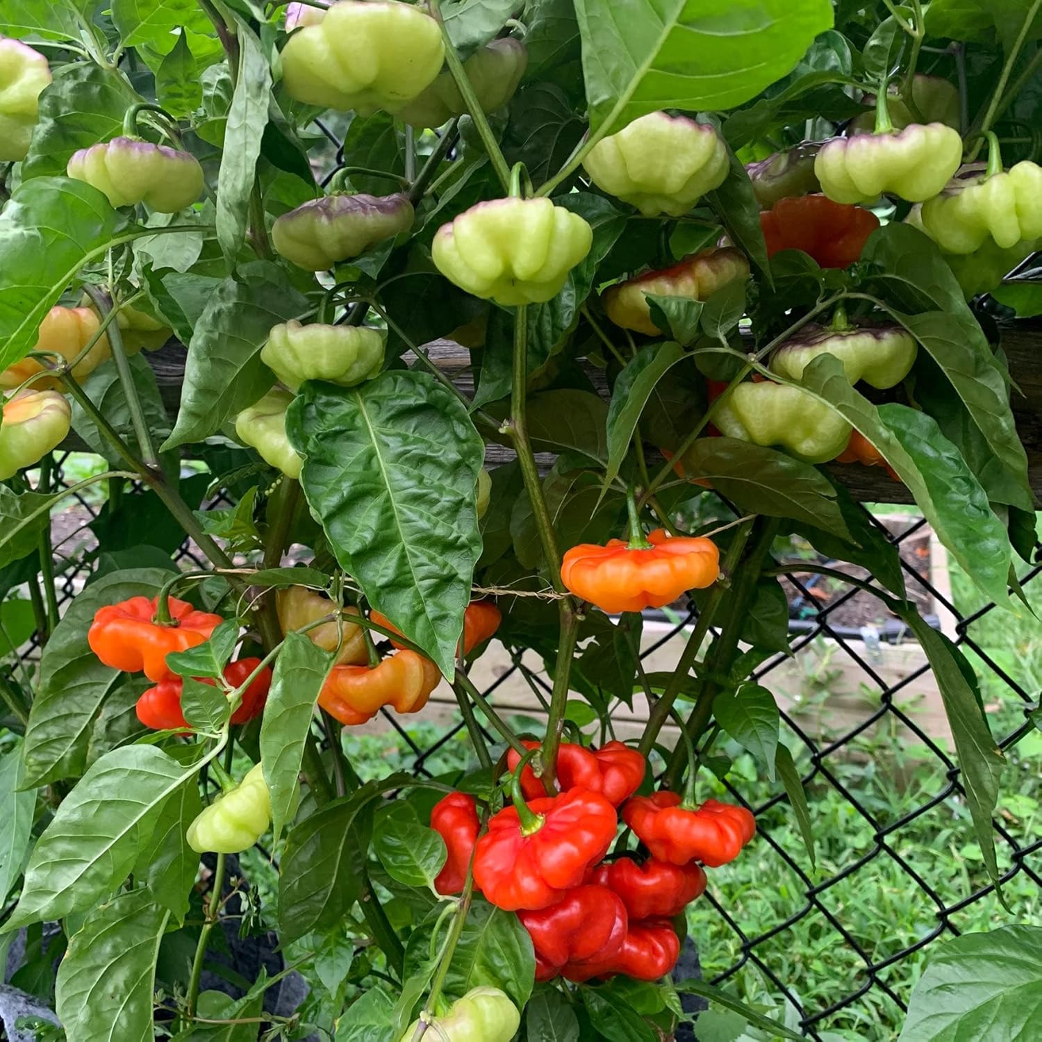 Ajicito Aji Dulce Gustoso Cachucha Puerto Rican Sweet Pepper Best Selling