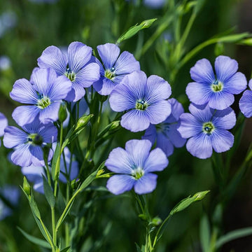 Blue Linum Lewisii Flower seeds for Planting - Bright Blooms, Heirloom & GMO Free Seeds for Home Garden
 
 Sale