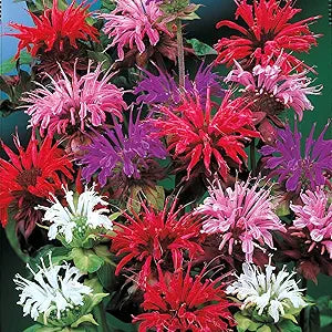 Bee Balm Plant Monarda didyma Seeds for Planting in Flower Bed & Garden