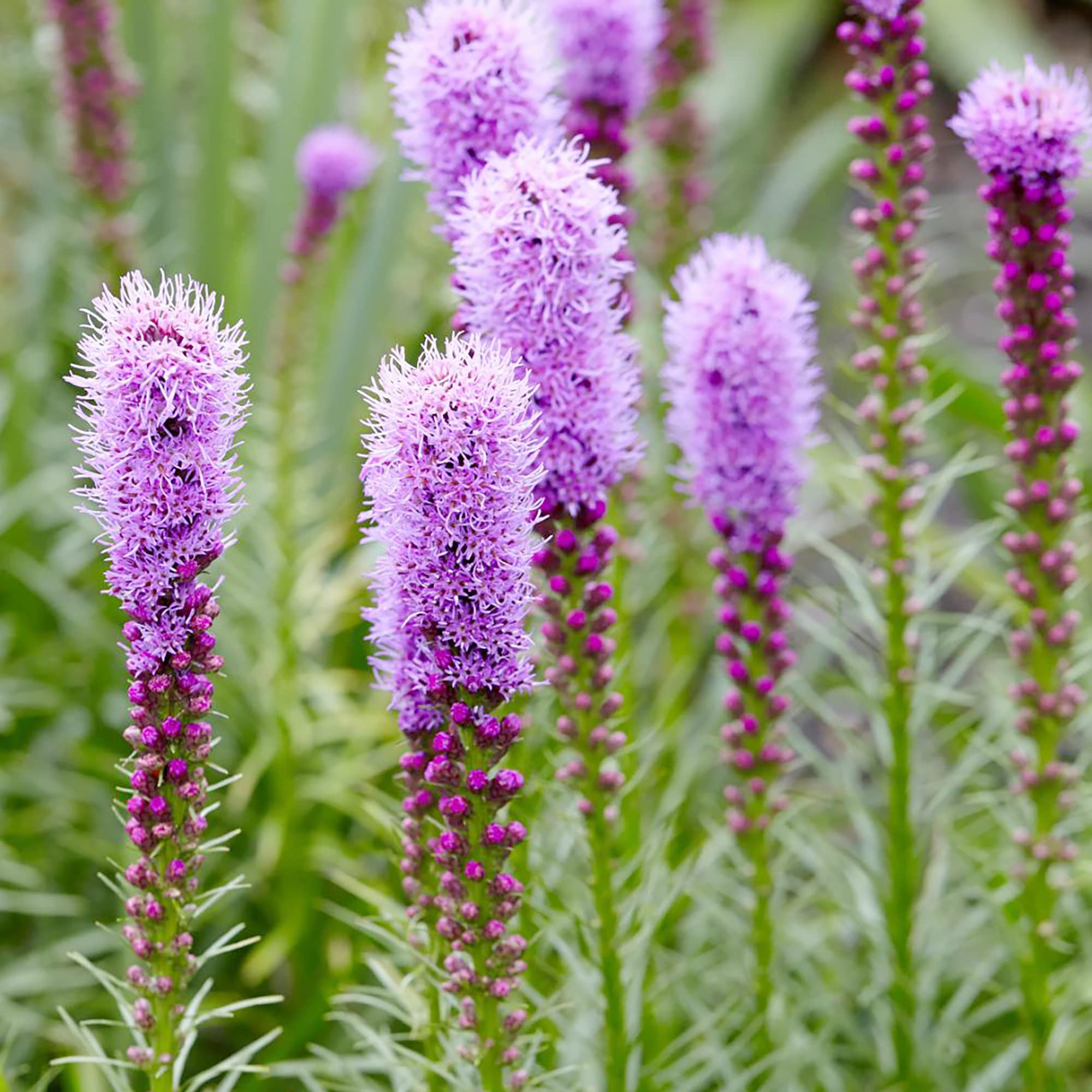Gayfeather Blazing Star Liatris spicata Seeds for Planting in Flower Bed