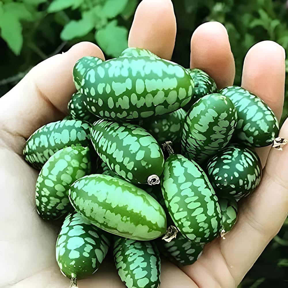 Green Gherkin Watermelon Seeds for Planting