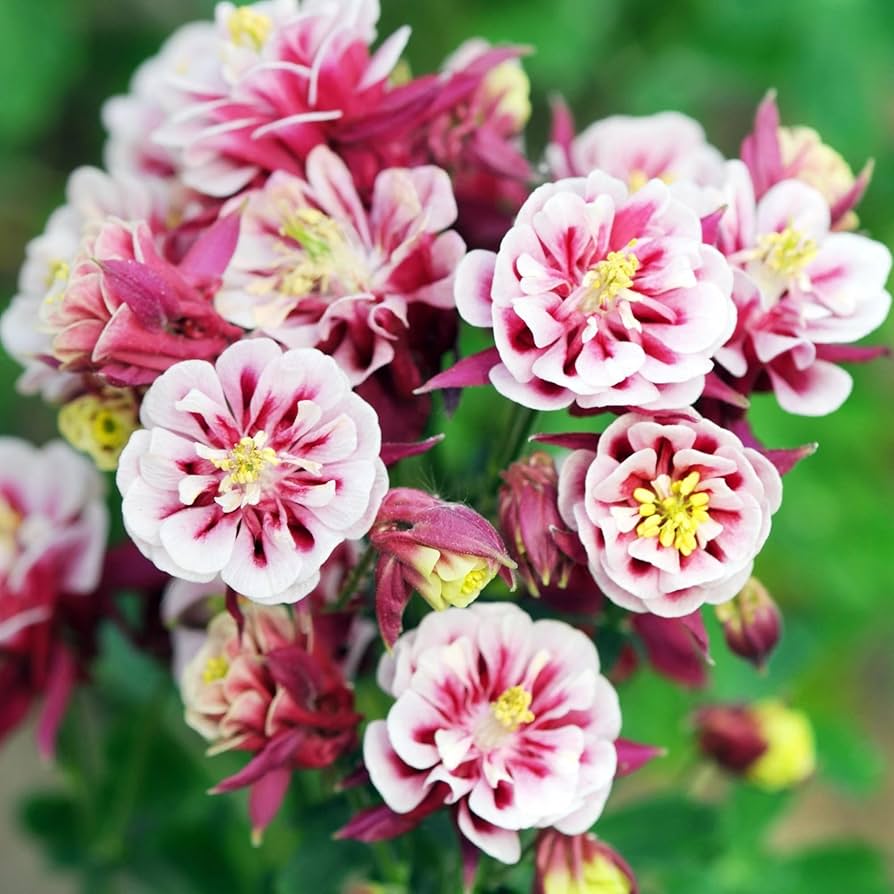 Winky Double Columbine Aquilegia vulgaris Seeds for Planting - Ideal for Flower Bed & Home Garden