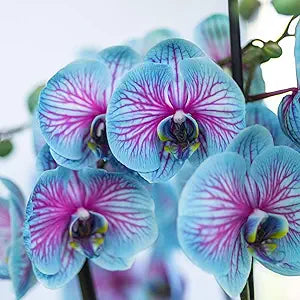 Phalaenopsis Orchid seeds for vibrant orchids