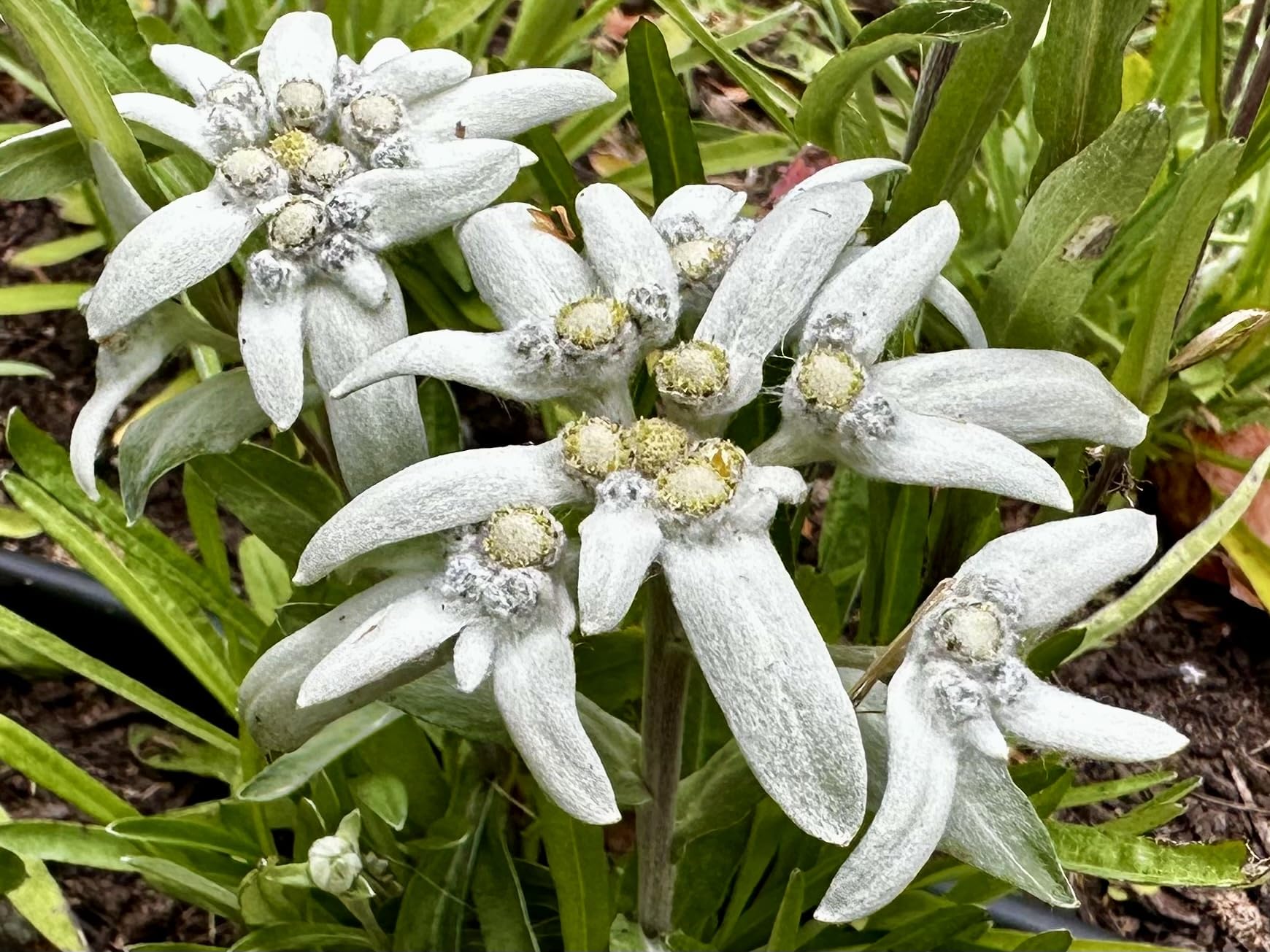 White Leontopodium Flower seeds for Planting - Hardy Variety, Heirloom & GMO Free Seeds for Home Garden