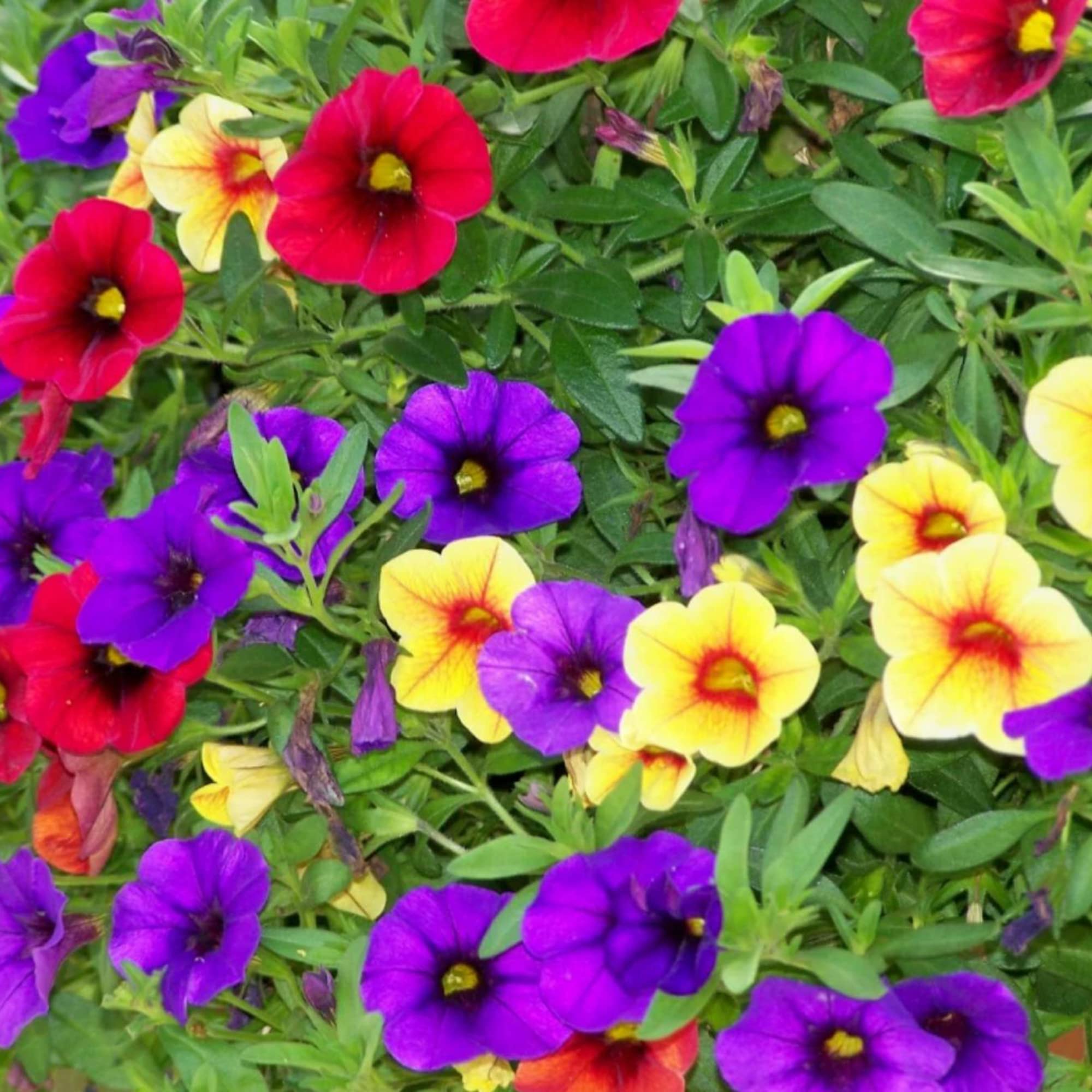 Calibrachoa Flower Seeds for Planting Calibrachoa Parviflora hanging basket flower bed