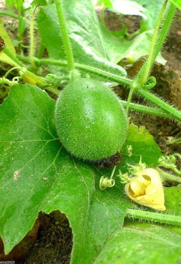 Winter Melon Vegetable Benincasa hispida Seeds for Planting in Vegetable Patch