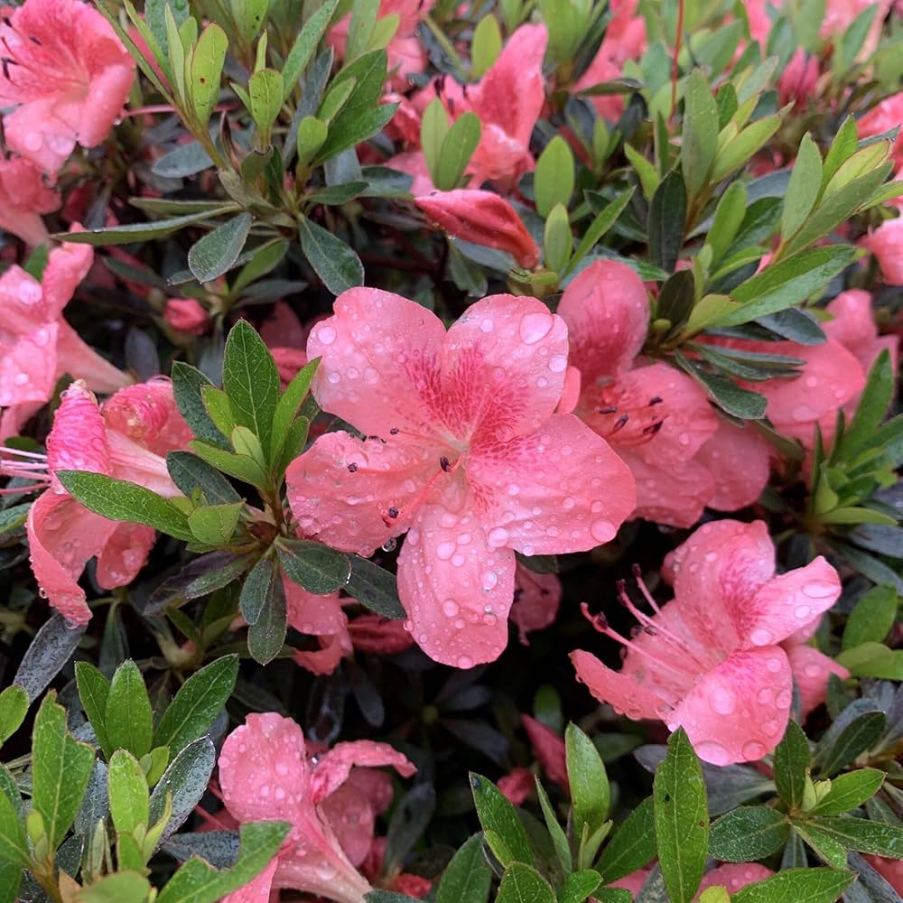 Azalea Pink Flower seeds for Planting - Garden Favorite, Heirloom & GMO Free Seeds for Home Garden