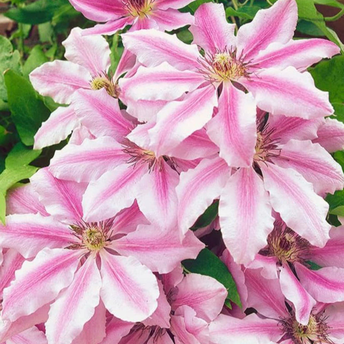 Nelly (Nelly Moser) seeds for planting in home garden