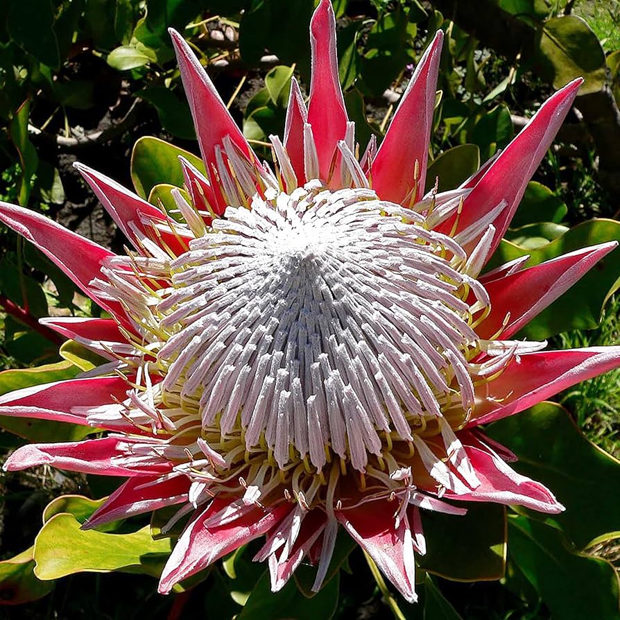 Protea Cynaroides Flower Seeds for Planting in Flower Bed
