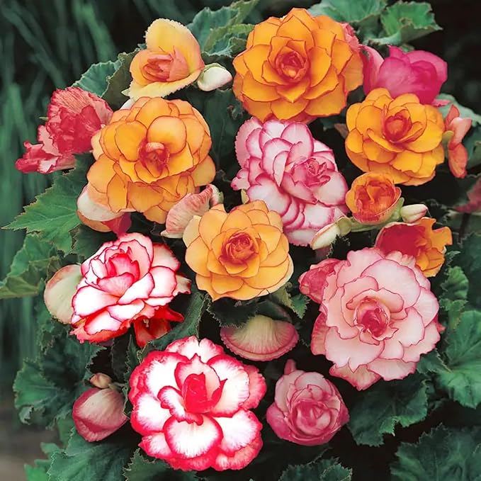 Mixed Beautiful Begonia Seeds for Home or Balcony Garden