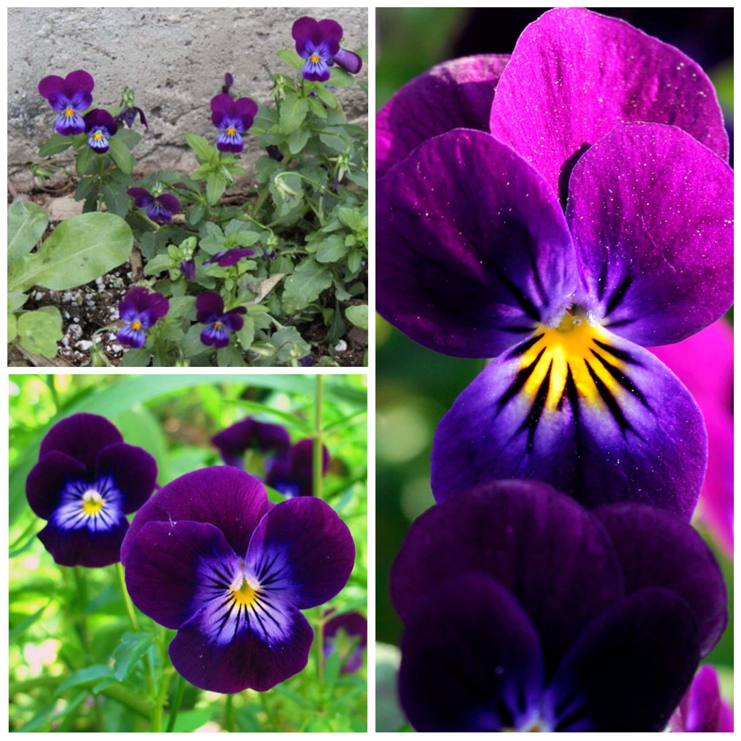 Henry Viola Viola x wittrockiana Flower Seeds for Planting in Flower Bed and Container Garden