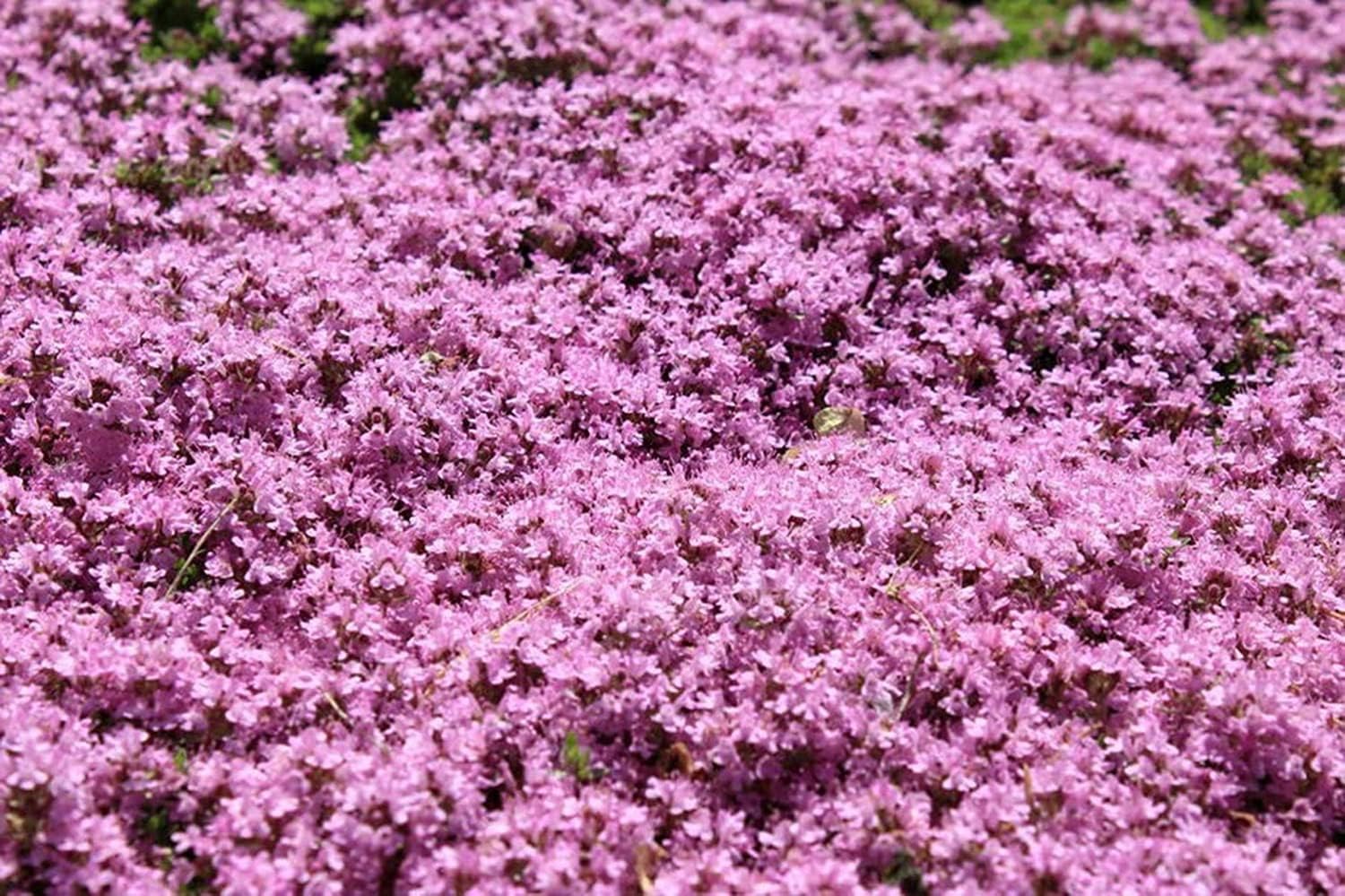 Pink Creeping Thyme Flower seeds for Planting Easy to Grow Heirloom & GMO Free Seeds for Home Garden