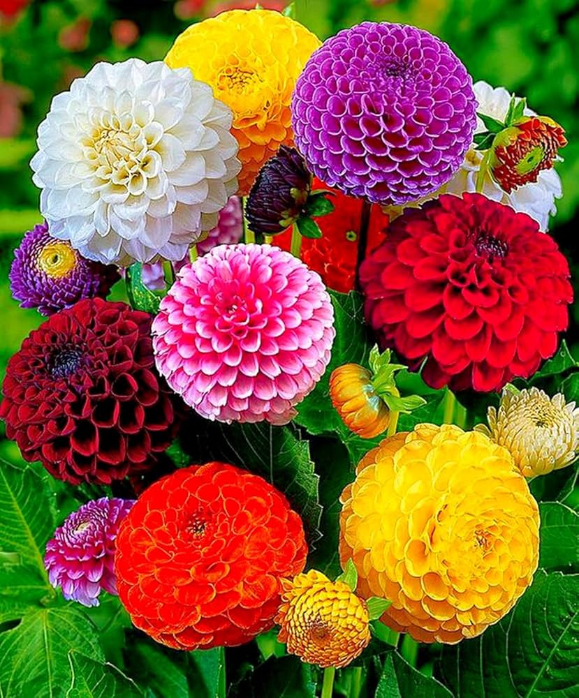 Dahlia Flower seeds for Planting Vibrant Colors Heirloom & GMO Free Seeds for Home Garden