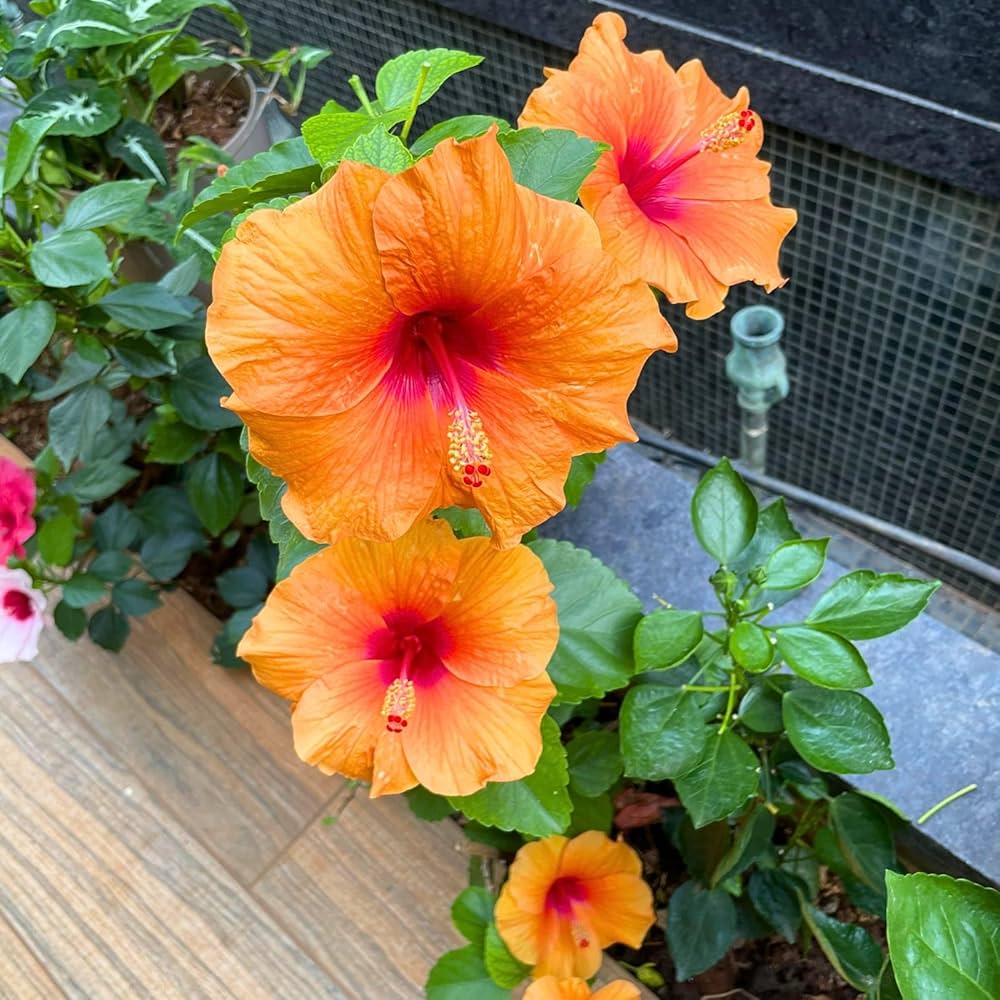Hibiscus Orange Seeds for Planting - Stunning Tropical Blooms - Evergrowseeds