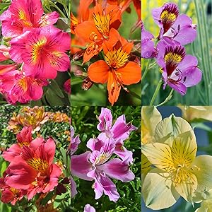 Peruvian Lily Alstroemeria spp for planting in flower bed
