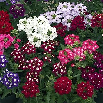 Verbena Flower Seeds for Planting
