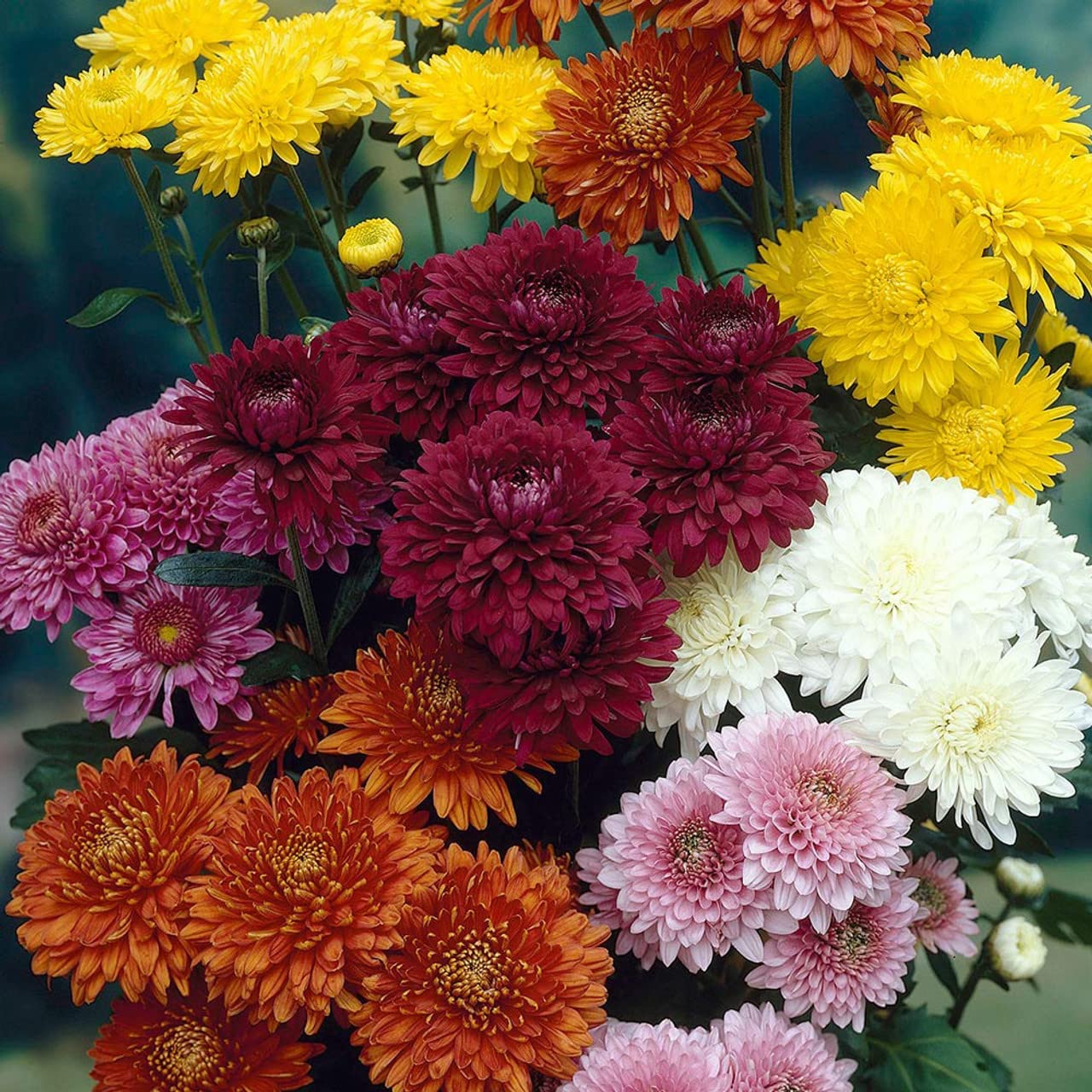 Dutch Chrysanthemum Flower seeds for Planting - Perfect for Borders, Heirloom & GMO Free Seeds for Home Garden