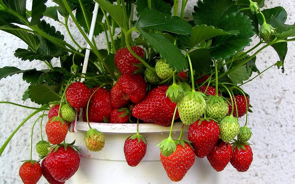 Toscana Strawberry Seeds Fragaria × ananassa for Planting in Balcony Pots and Home Garden