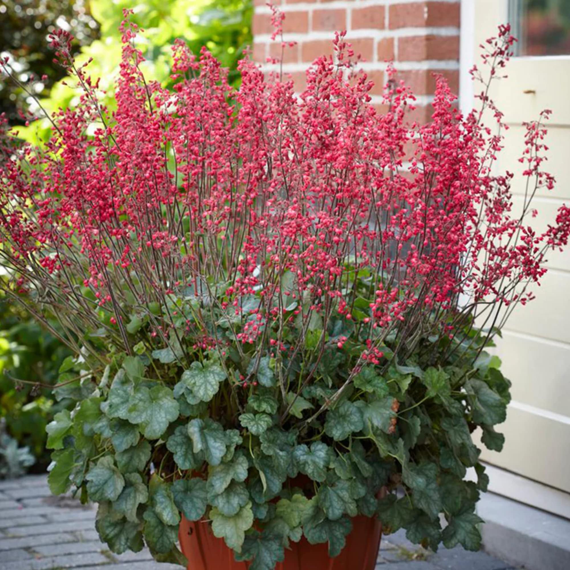 Heuchera Coral Bells Seeds for Planting in Shaded Garden
