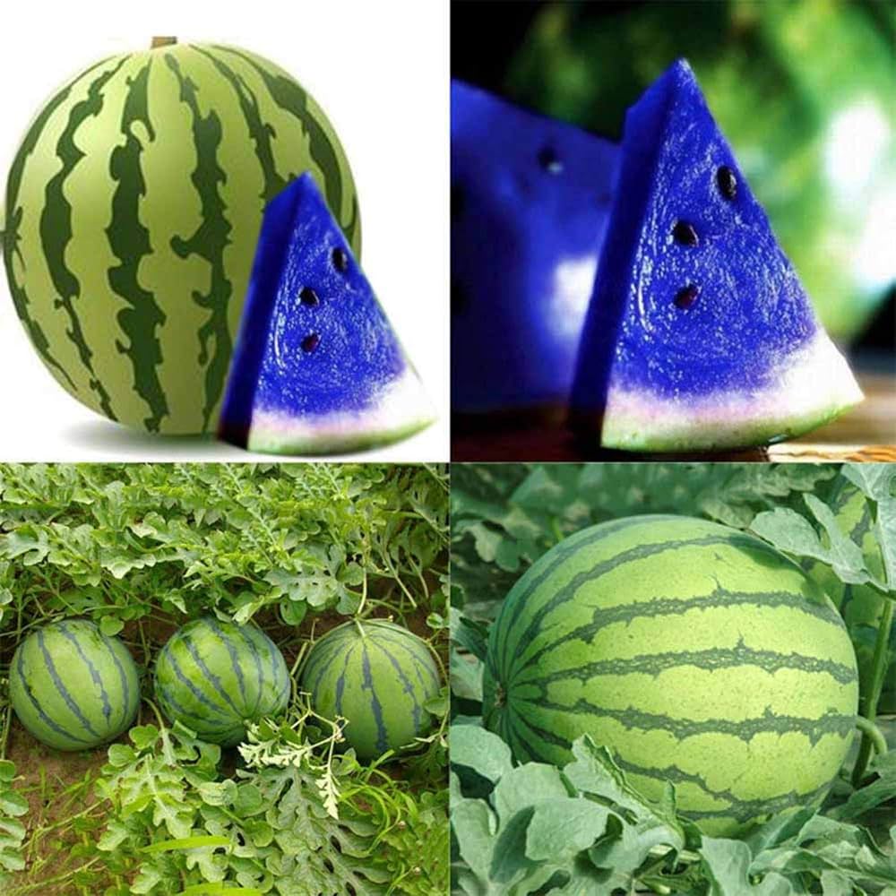 Blue Watermelon Seeds for Planting | Unique Watermelon Variety for Your Garden