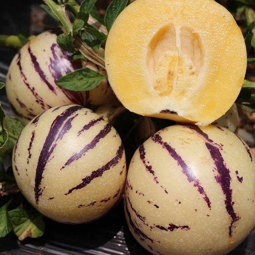 Solanum Muricatum Pear Fruit Seeds Planting