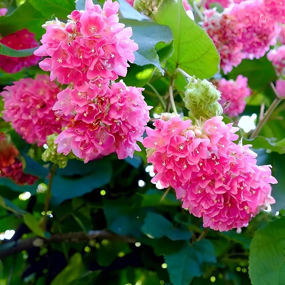 Dombeya Pink Flower Seeds for Planting - Vibrant Blooms for Your Garden - Evergrowseeds