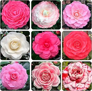 Real Camellia Seeds, Mixed Color Seeds