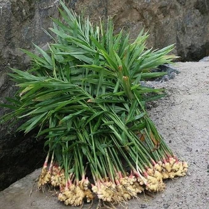 Spicy Ginger Root Vegetable Seeds For Planting Seeds