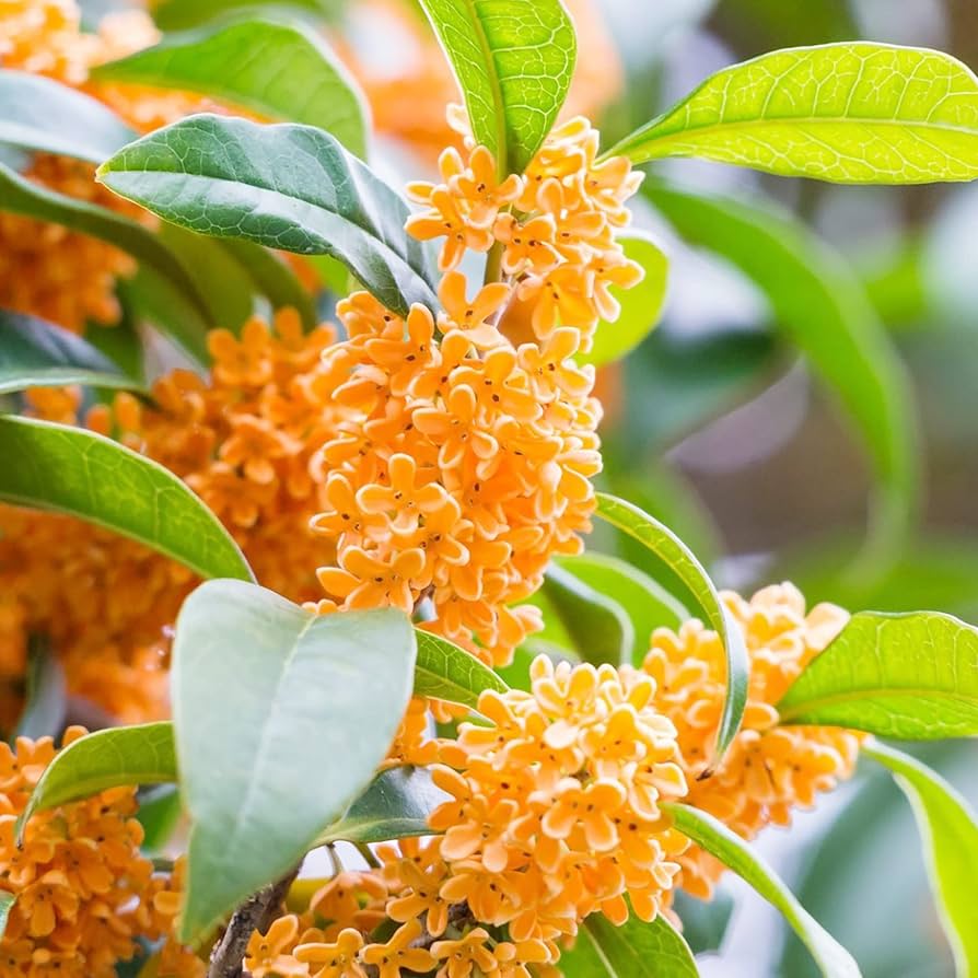 Osmanthus Flower Seeds for Planting Osmanthus Fragrans flower bed scented garden