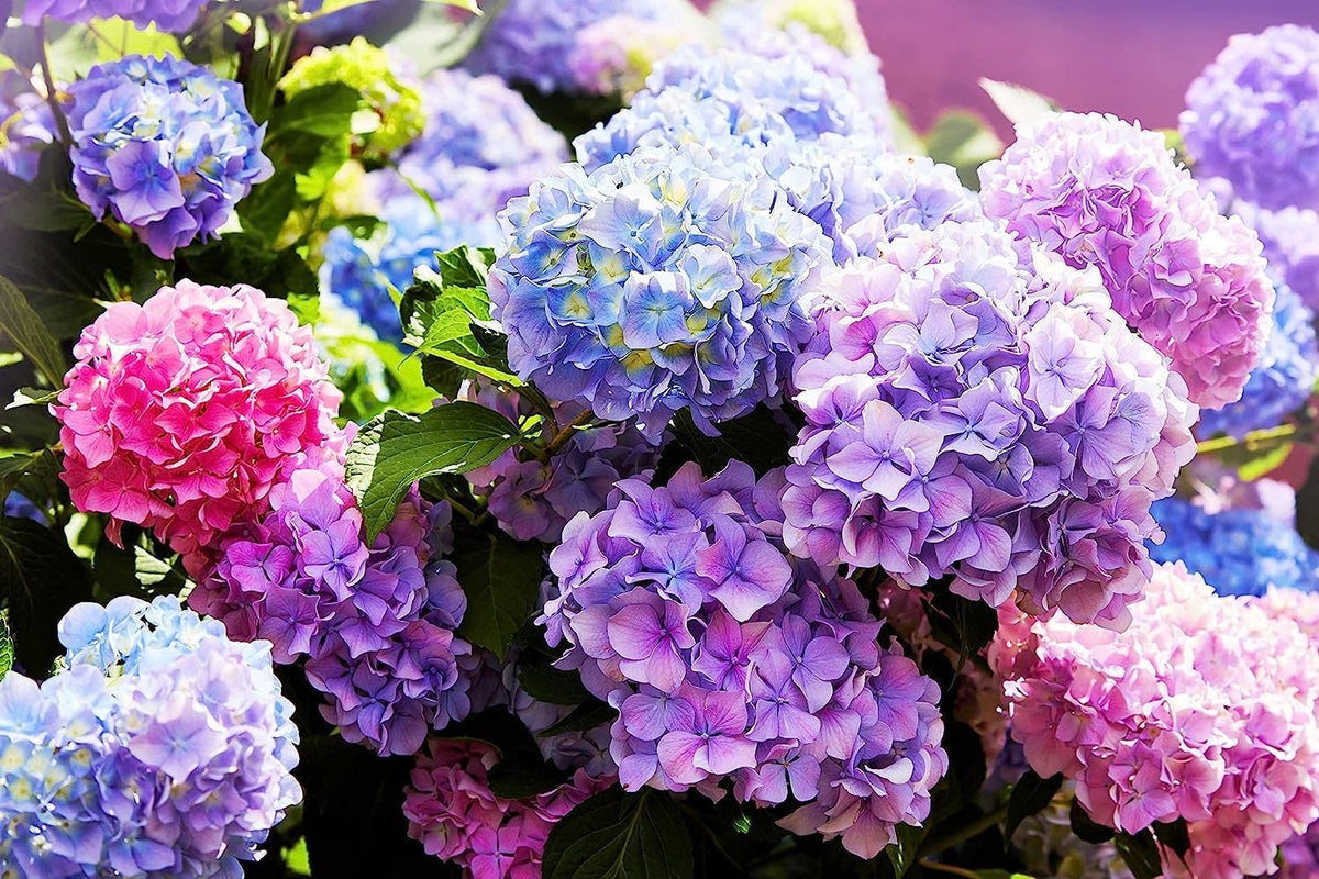 Hydrangea (Hydrangea Flower) seeds for planting in home garden