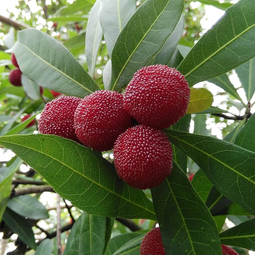Rubra Fruit Seeds for Planting - Grow Delicious Red Fruits in Your Garden