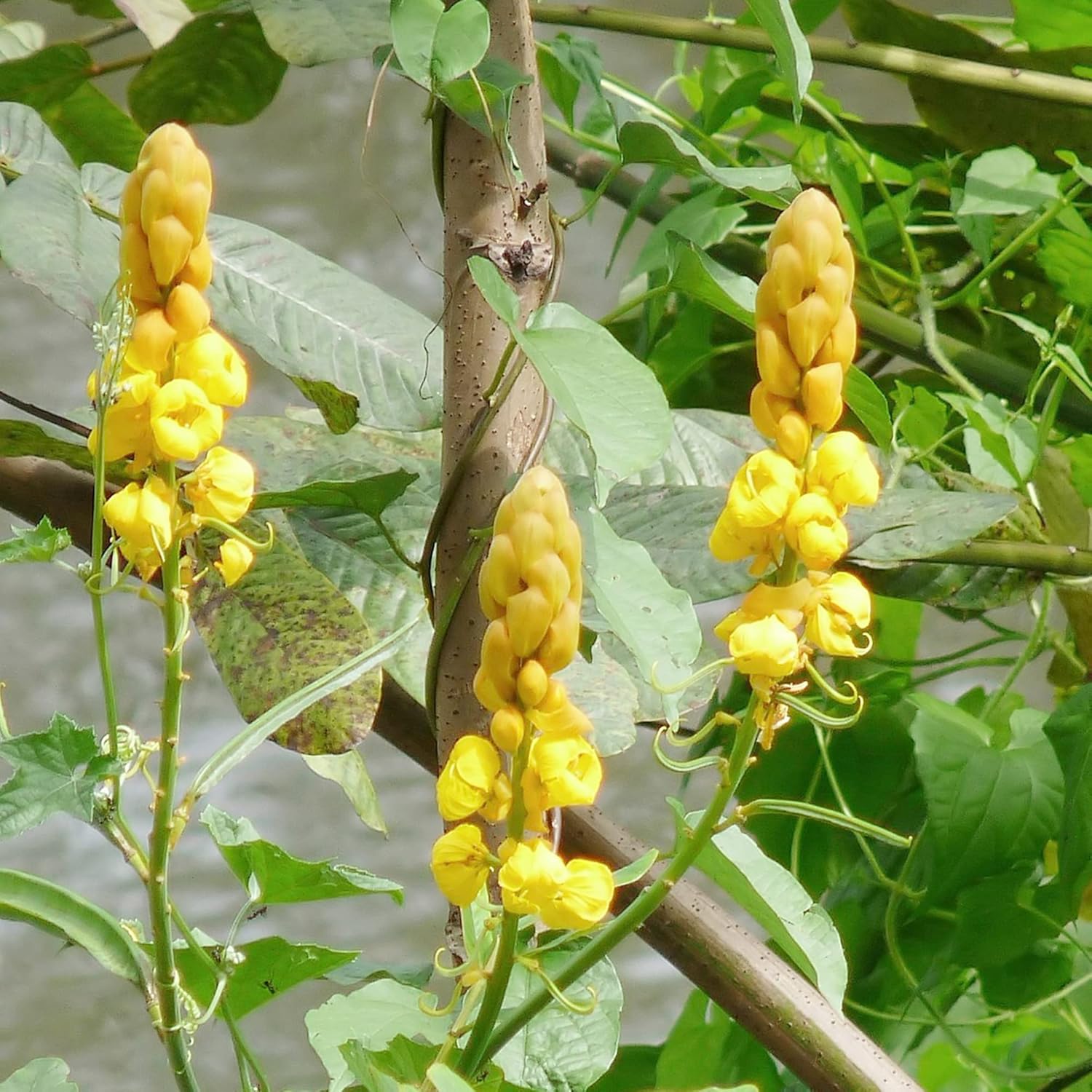 Senna Alata Seeds For Planting Drought And Heat Tolerant Low Maintenance Non-Gmo Heirloom Tropical