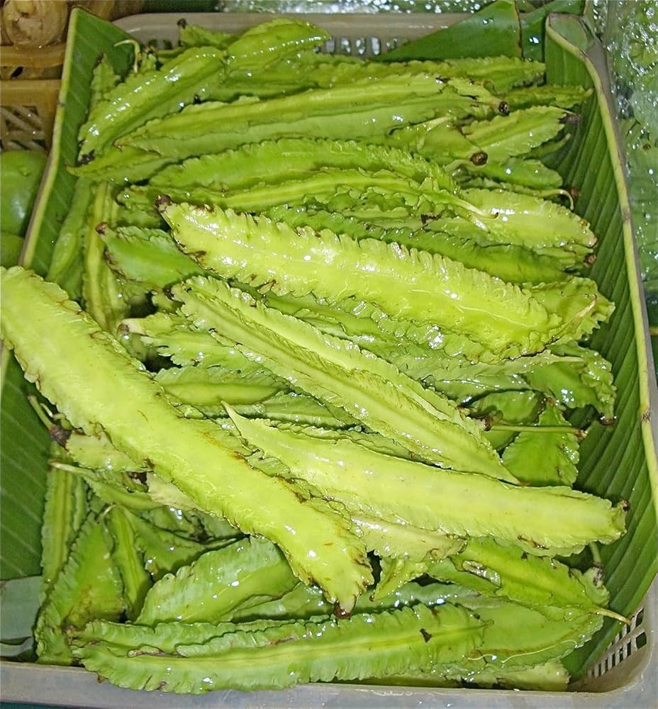 Winged Bean Psophocarpus tetragonolobus Seeds for Planting in Vegetable Patch