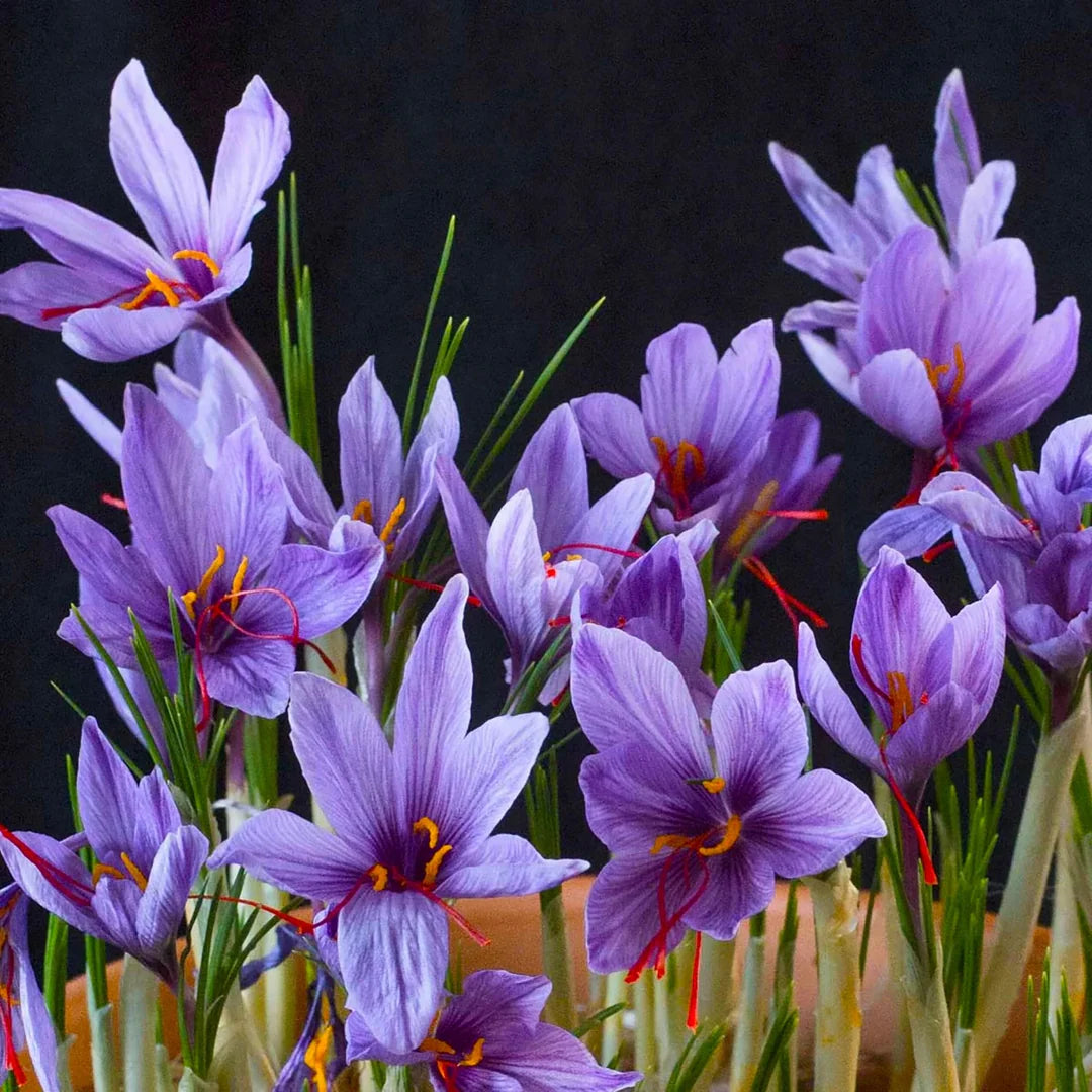 Crocus Flower seeds for Planting Cut Flower Favorite Heirloom & GMO Free Seeds for Home Garden